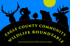 Image of Eagle County Community Wildlife Roundtable