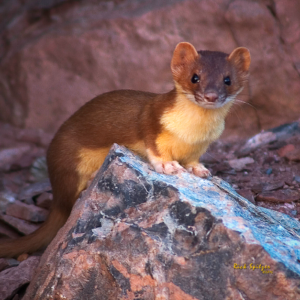 weasel-colorado-CN-300x300