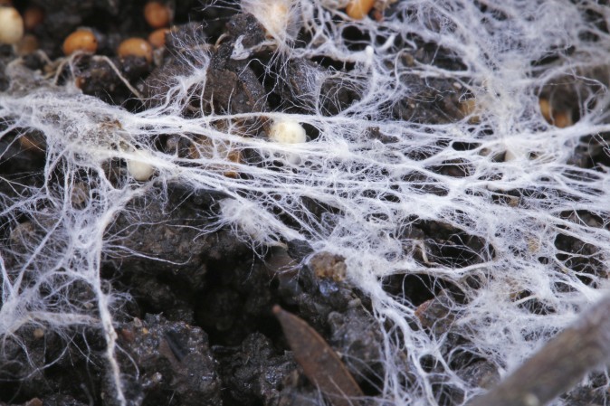 white rot fungus