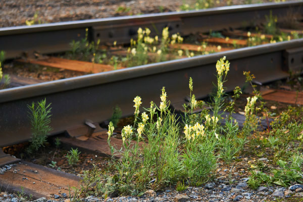 wild toadflax flowers grew between the sleepers on the railroad tracks_600x400