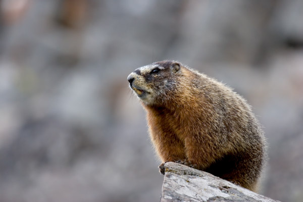 yellow-bellied-marmot-in-yellowstone-600x400
