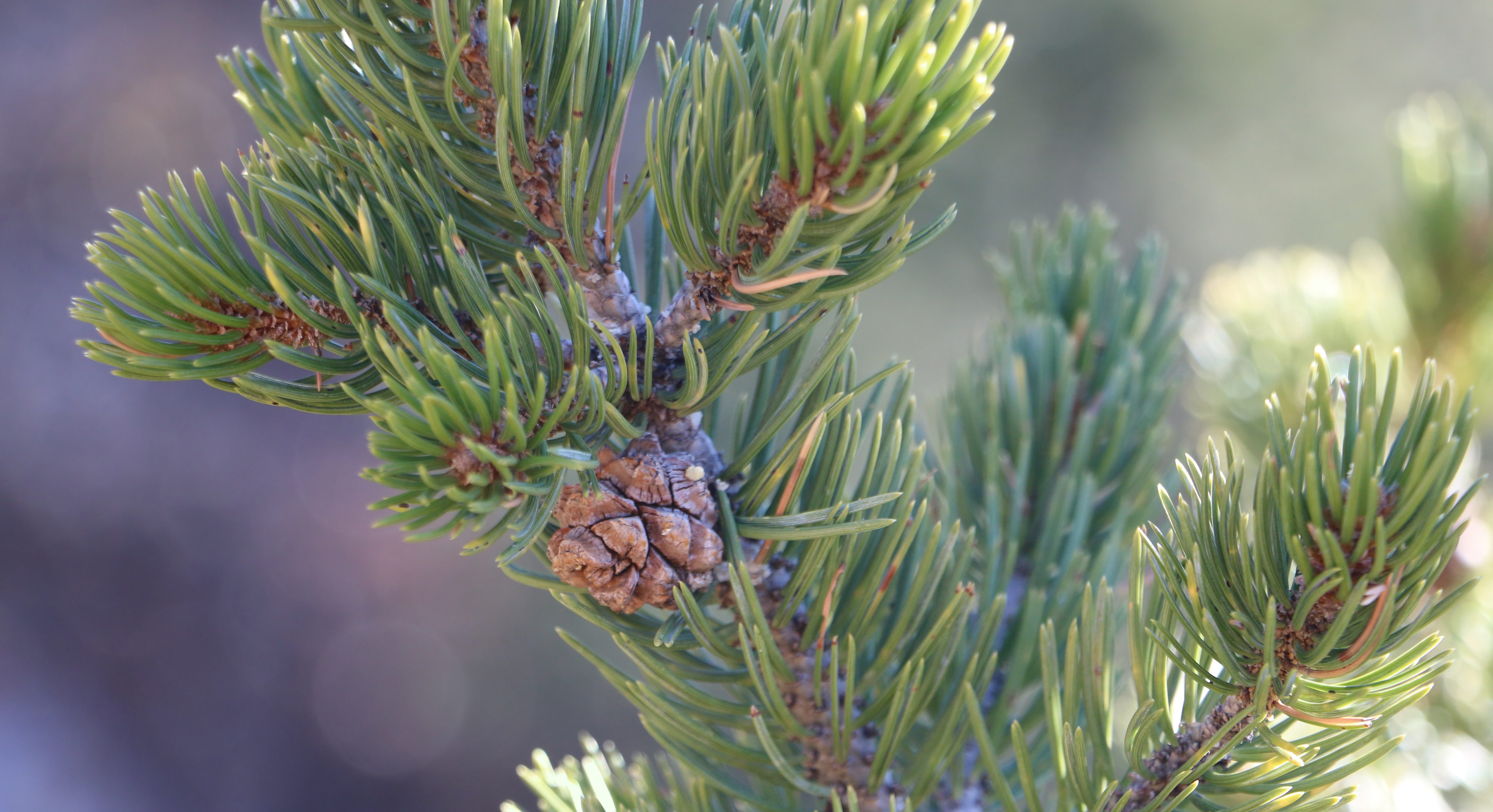 It’s Almost Time to Harvest Pine Nuts