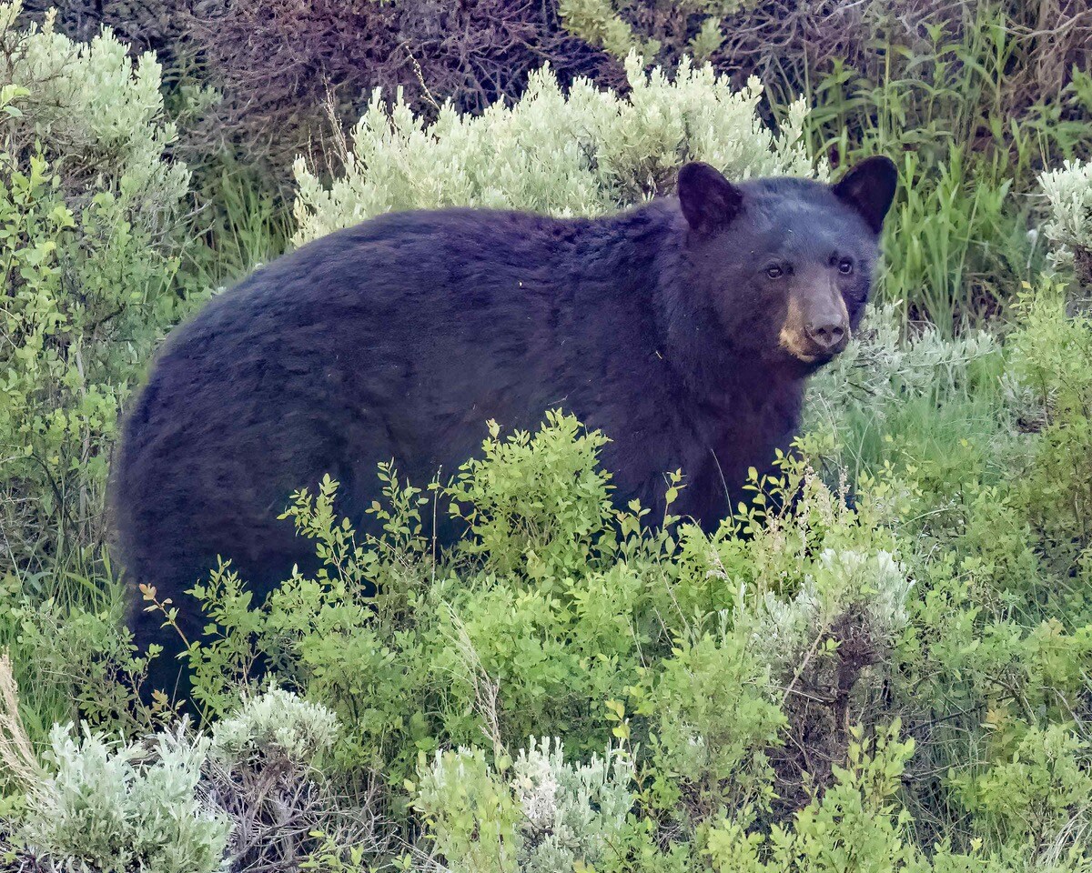 Oso negro