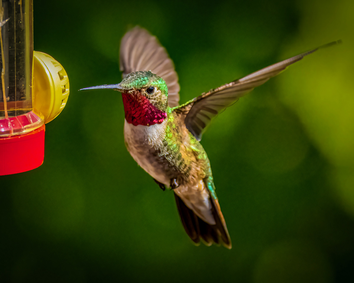 Broadtailed Hummingbird