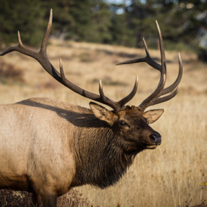 The Misunderstood Animals of Halloween Horror Stories