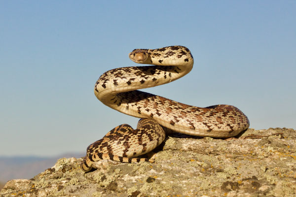 Snakes of Colorado, Museum of Natural History