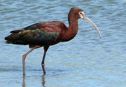 It's a Great Time for Birders in Vail