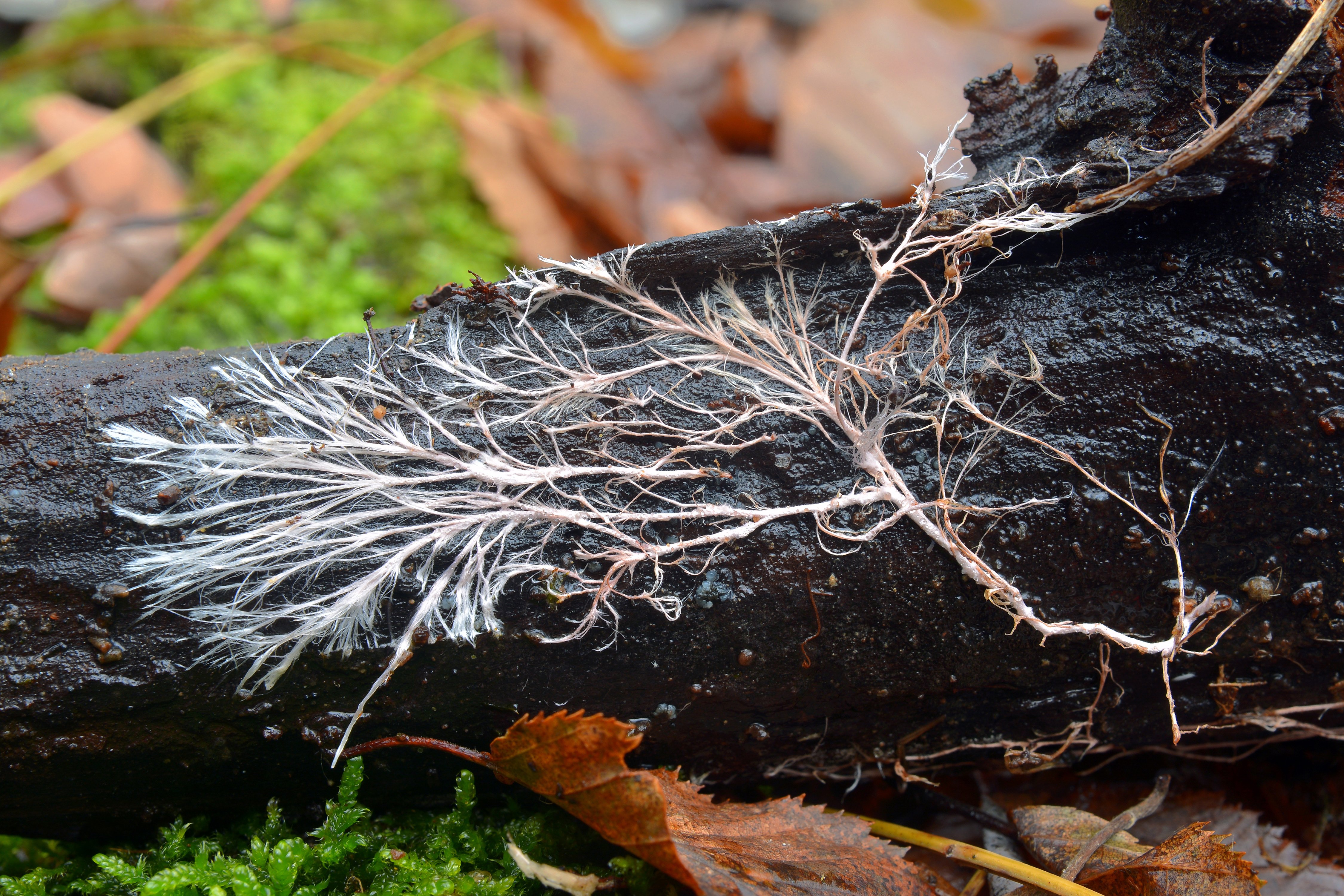 How mycelium helps a forest ecosystem communicate underground