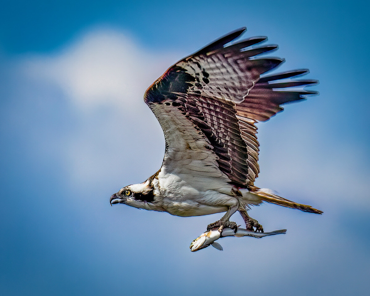 Osprey