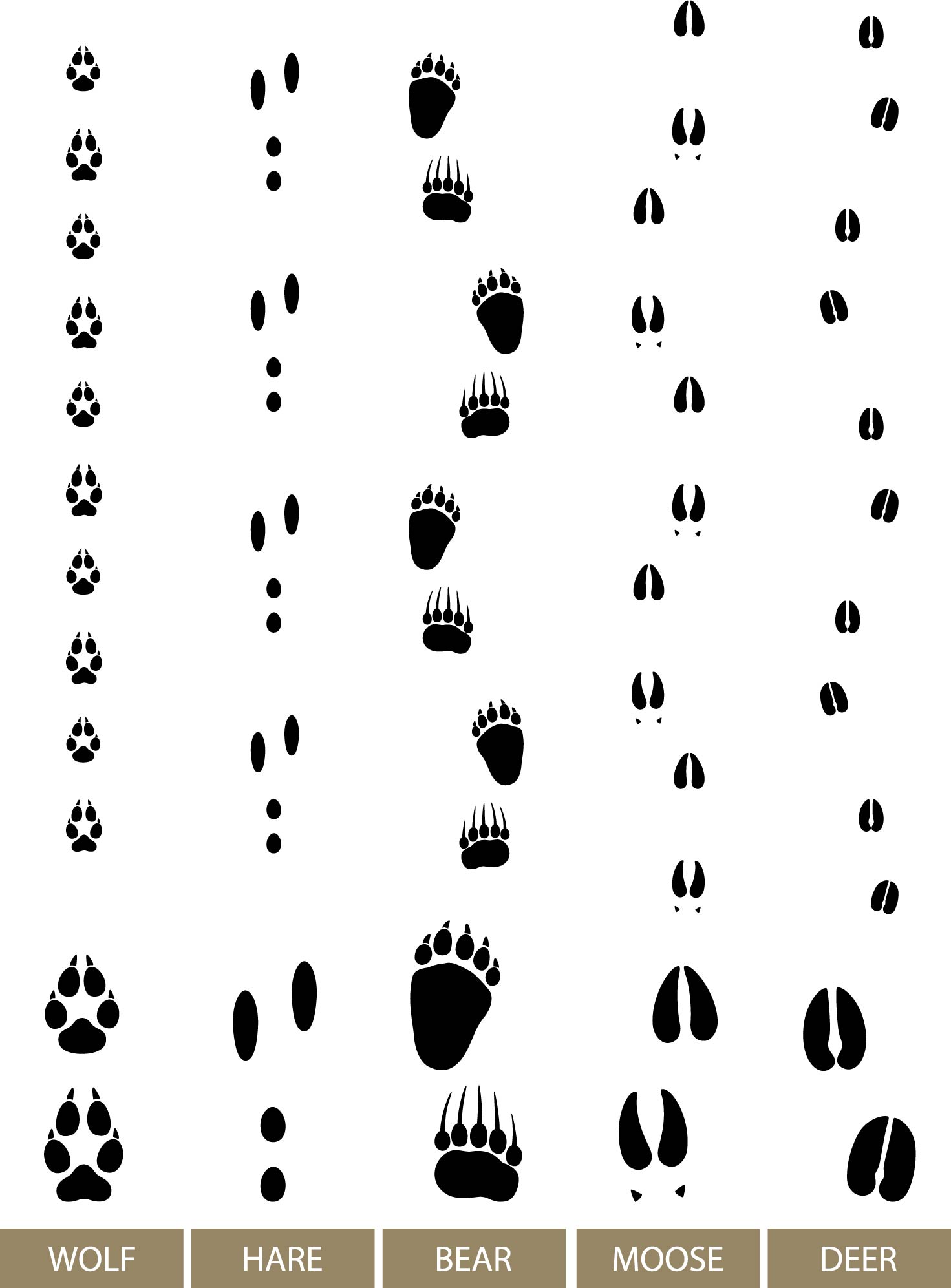 Guide To Animal Tracks In Snow