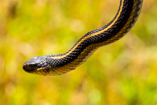 Snakes of Colorado, Museum of Natural History