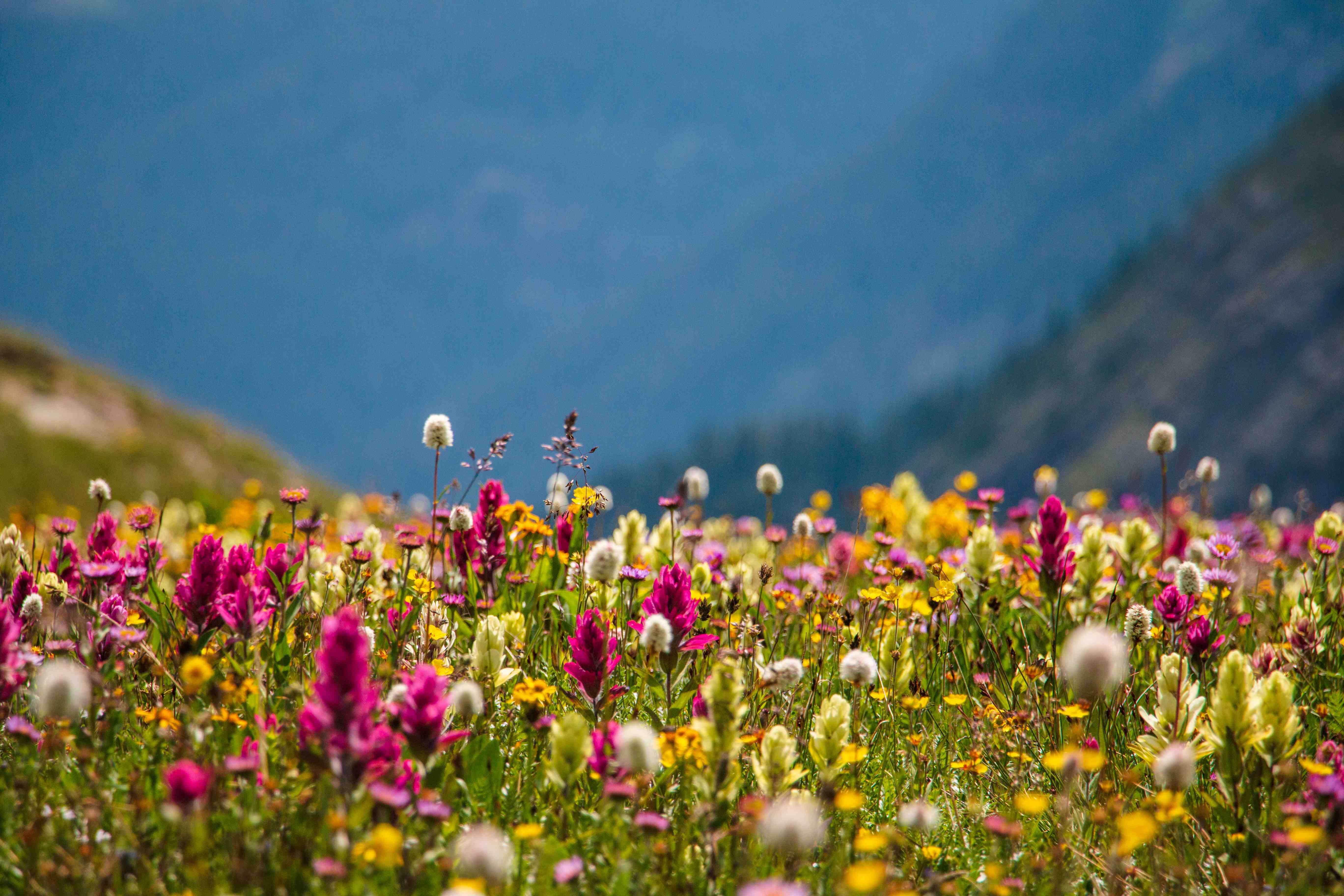 Flores silvestres