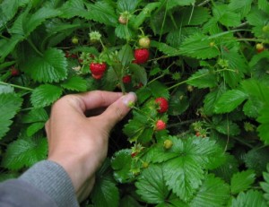The Wonderful Wild Strawberry